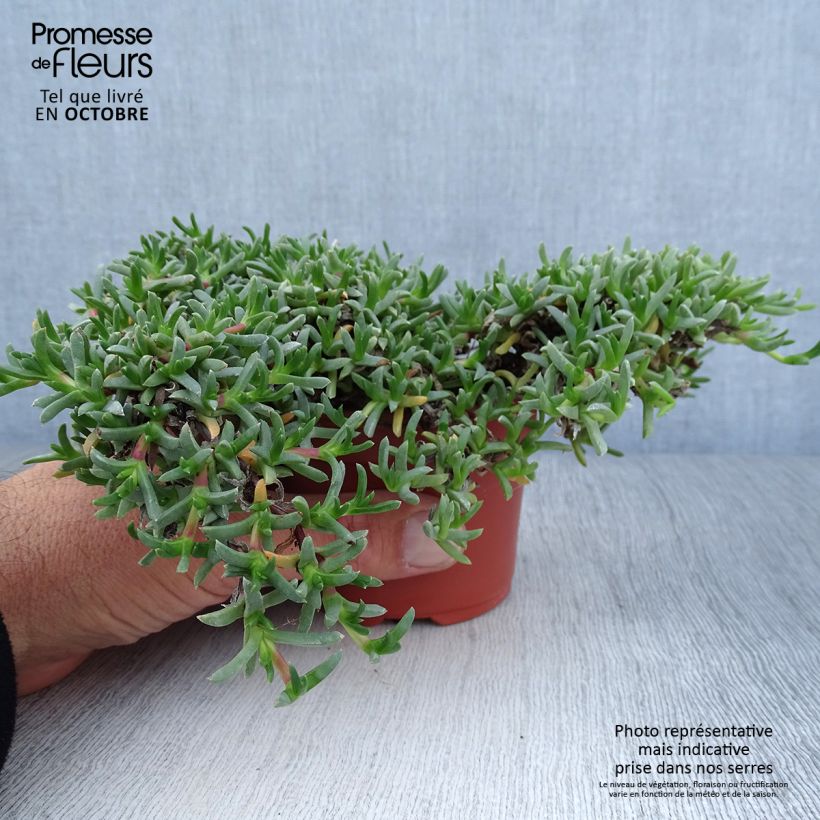Amostra de Ruschia prostrata Vaso de 8/9 cm tal como entregue no outono