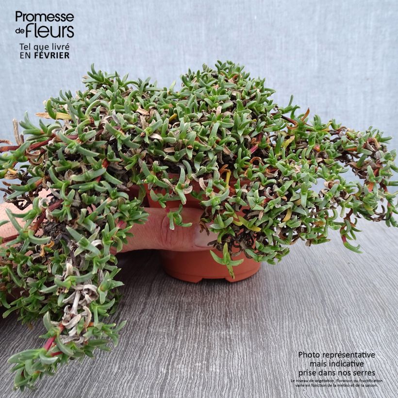 Amostra de Ruschia prostrata - Antimima prostrée Godet de 8/9 cm tal como entregue no inverno