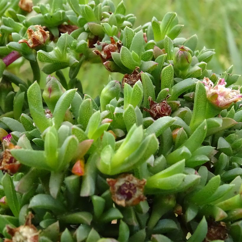Ruschia prostrata (Folhagem)