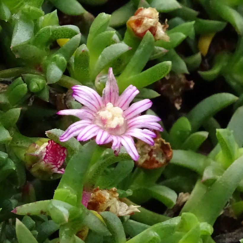Ruschia prostrata (Floração)