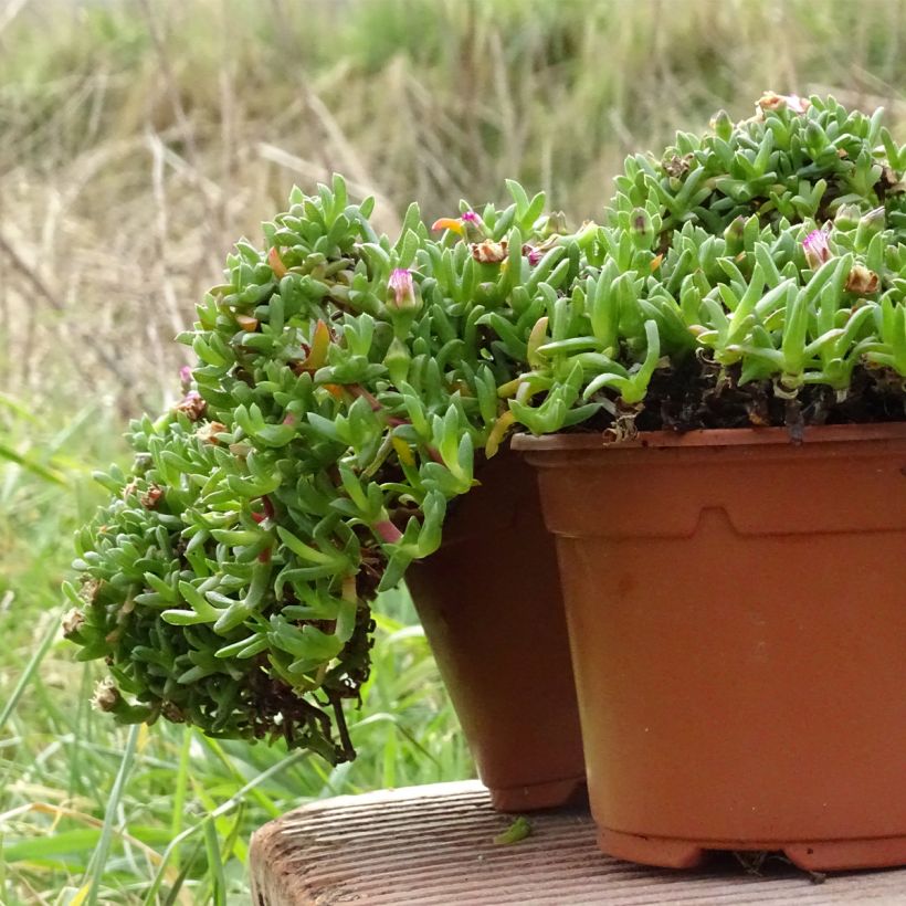 Ruschia prostrata (Hábito)