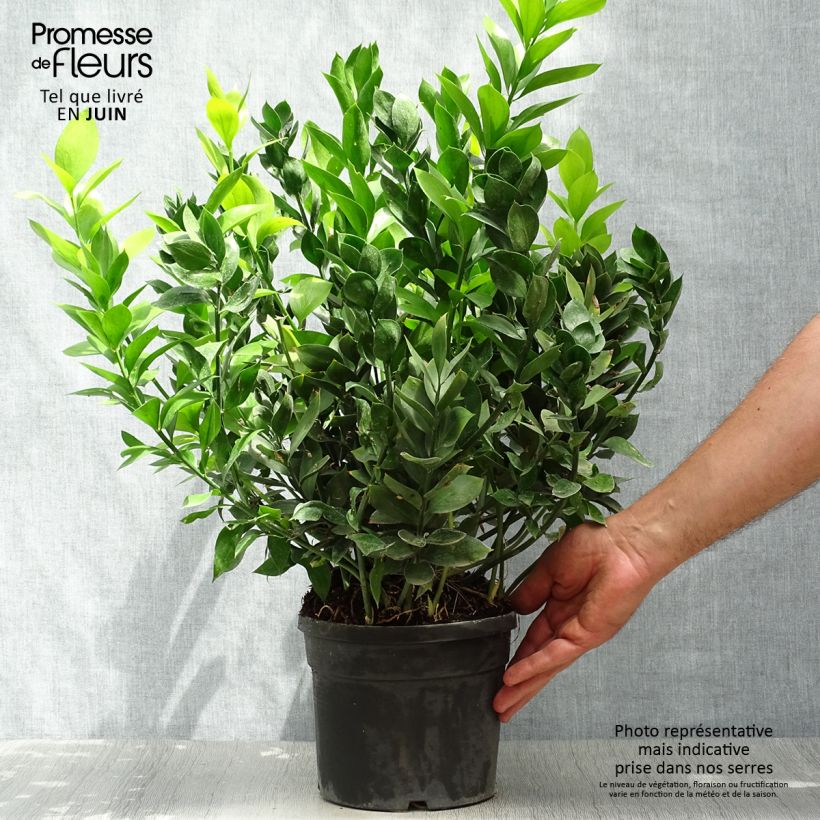 Amostra de Ruscus hypoglossum Vaso de 3 L/4 L tal como entregue no verão