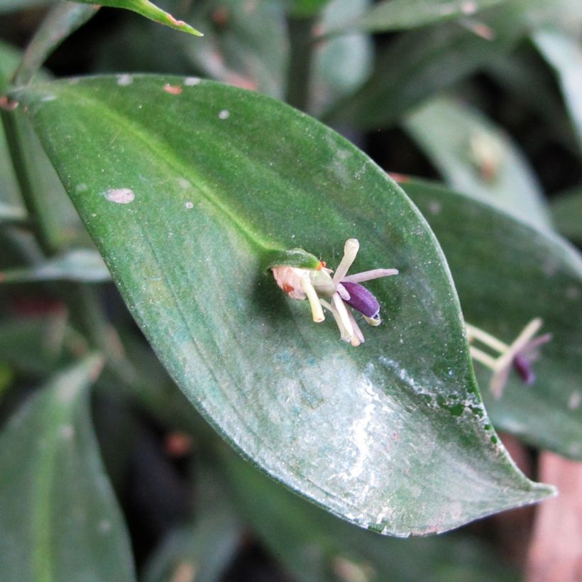 Ruscus hypoglossum (Floração)