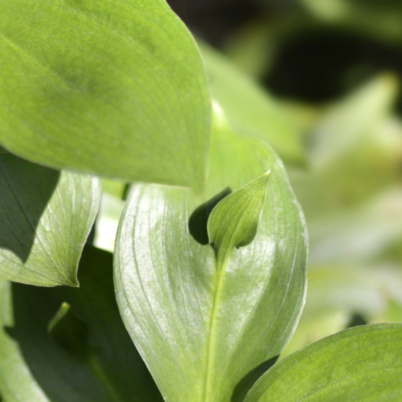 Ruscus hypoglossum (Folhagem)