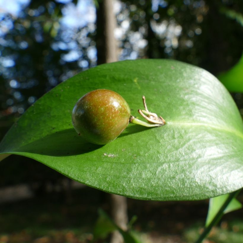 Ruscus hypoglossum (Colheita)