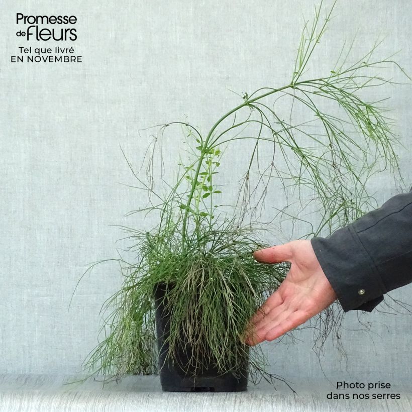 Amostra de Russelia equisetiformis Vaso de 3 L/4 L tal como entregue no outono