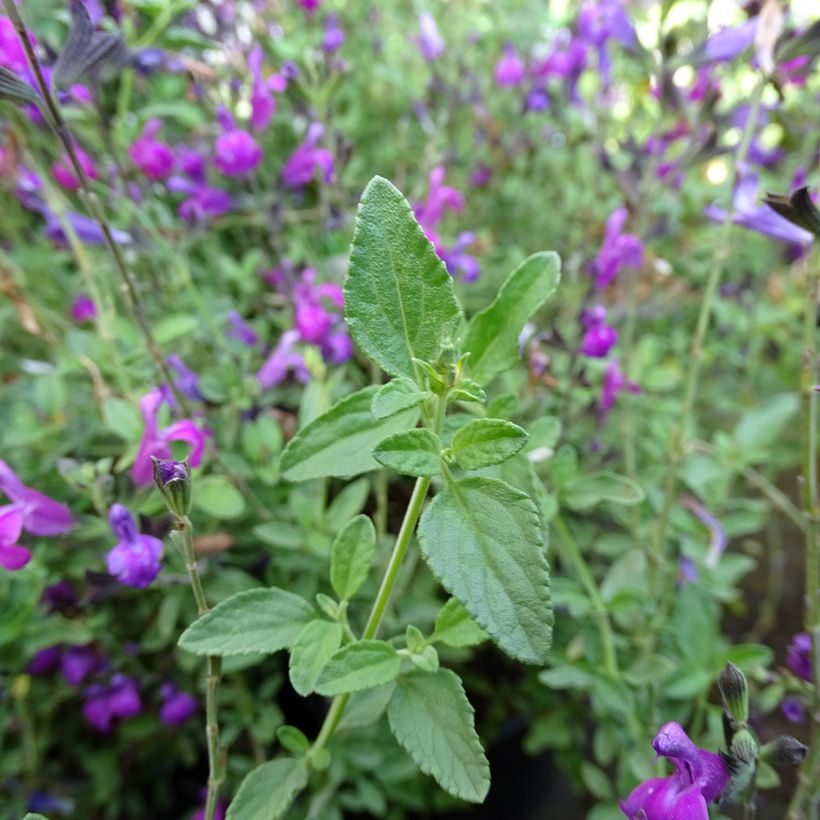 Sálvia greggii ARCTIC BLAZE Purple (Folhagem)