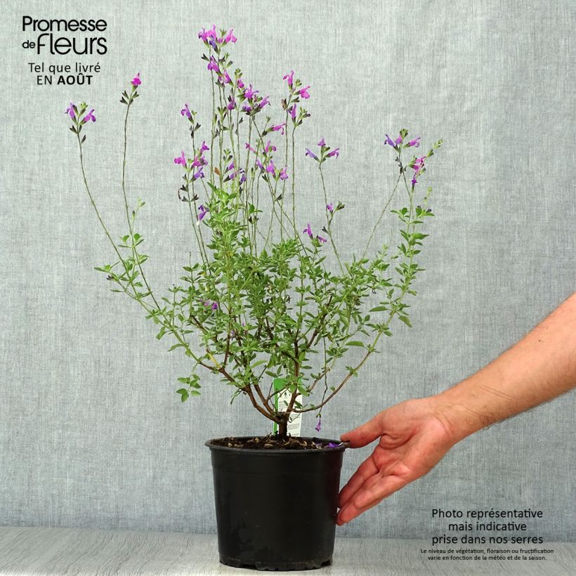 Amostra de Sálvia greggii ARCTIC BLAZE Purple Vaso de 2 L/3 L tal como entregue no verão