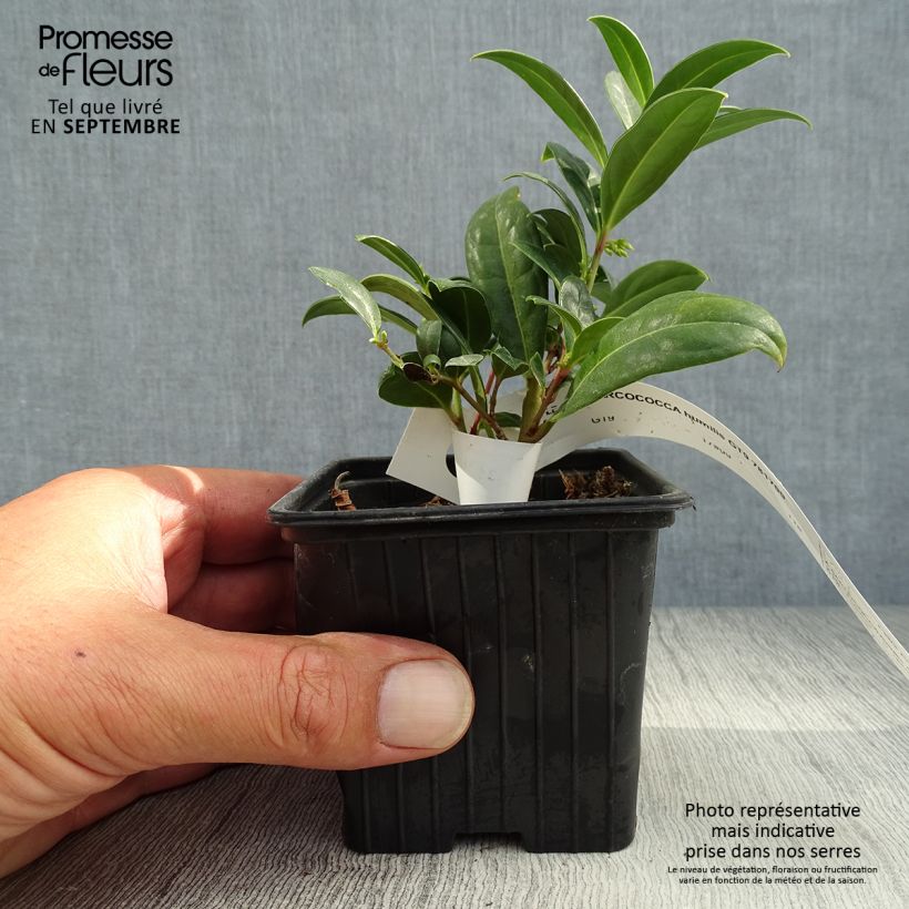 Amostra de Sarcococca hookeriana var. humilis Vaso de 8/9 cm tal como entregue no outono