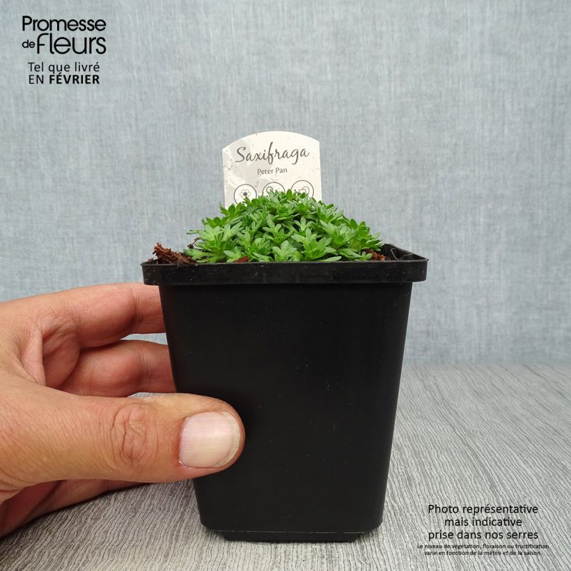 Amostra de Saxifraga arendsii Peter Pan Vaso de 8/9 cm tal como entregue no outono