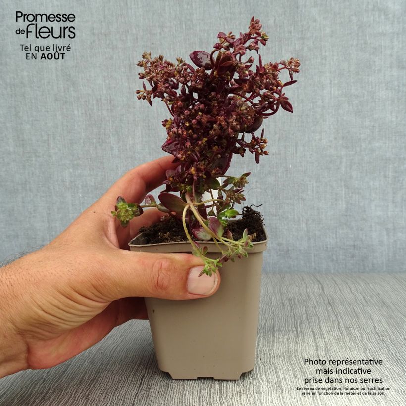 Amostra de Sedum Sunsparkler Firecracker Vaso de 8/9 cm tal como entregue no verão