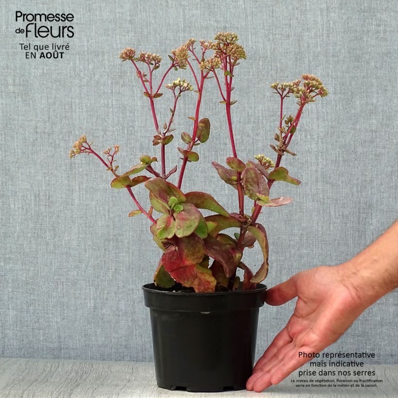 Amostra de Sedum Matrona Vaso de 2 L/3 L tal como entregue no verão
