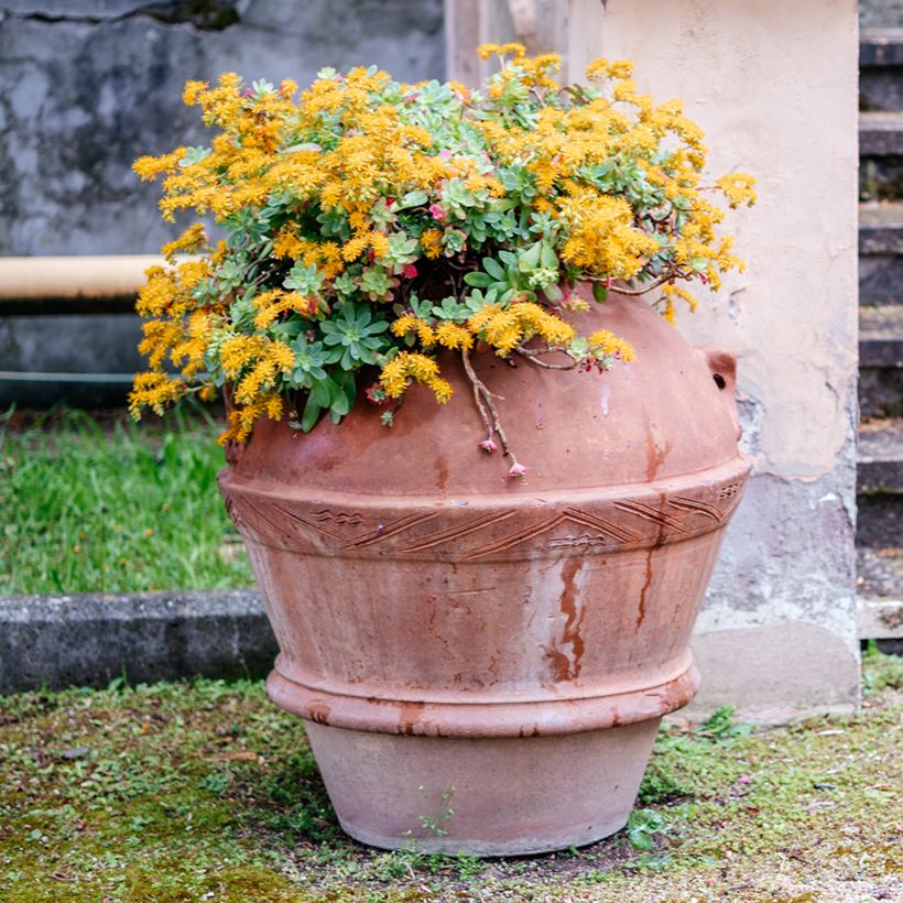Sedum palmeri (Hábito)