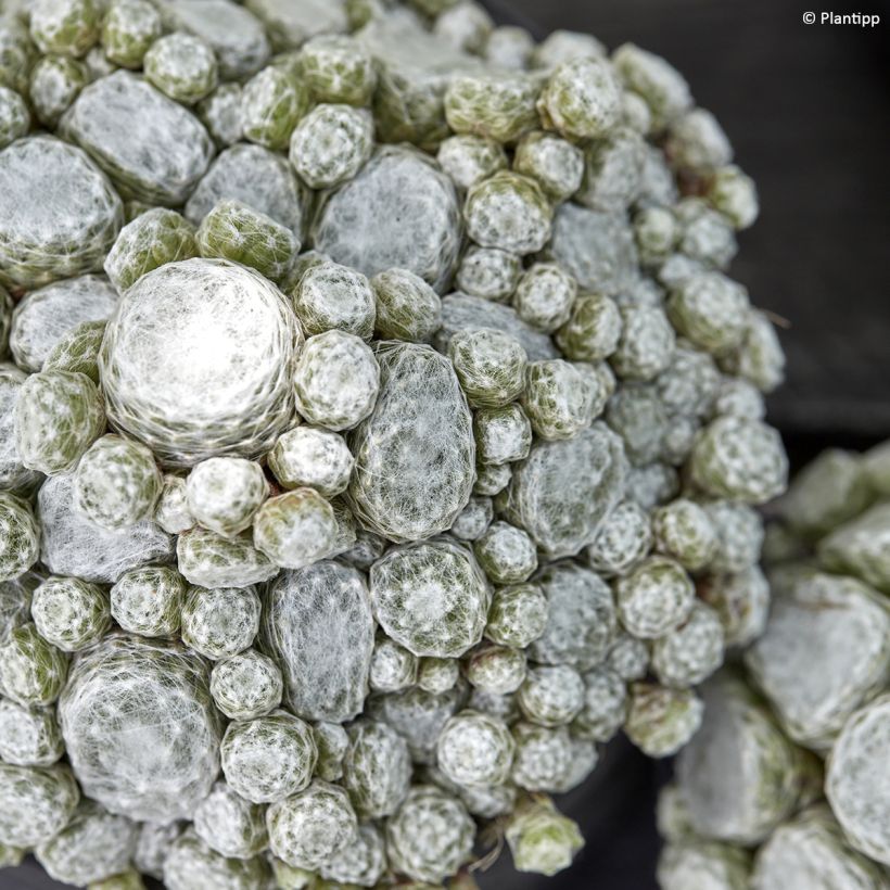 Sempervivum arachnoideum Arctic White (Folhagem)