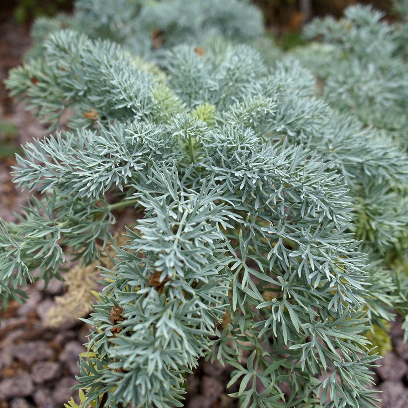 Seseli gummiferum (Folhagem)