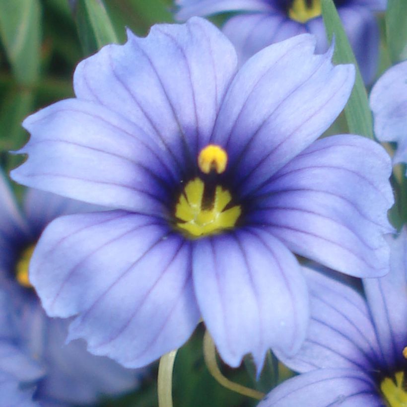 Sisyrinchium angustifolium Devon Skies (Floração)