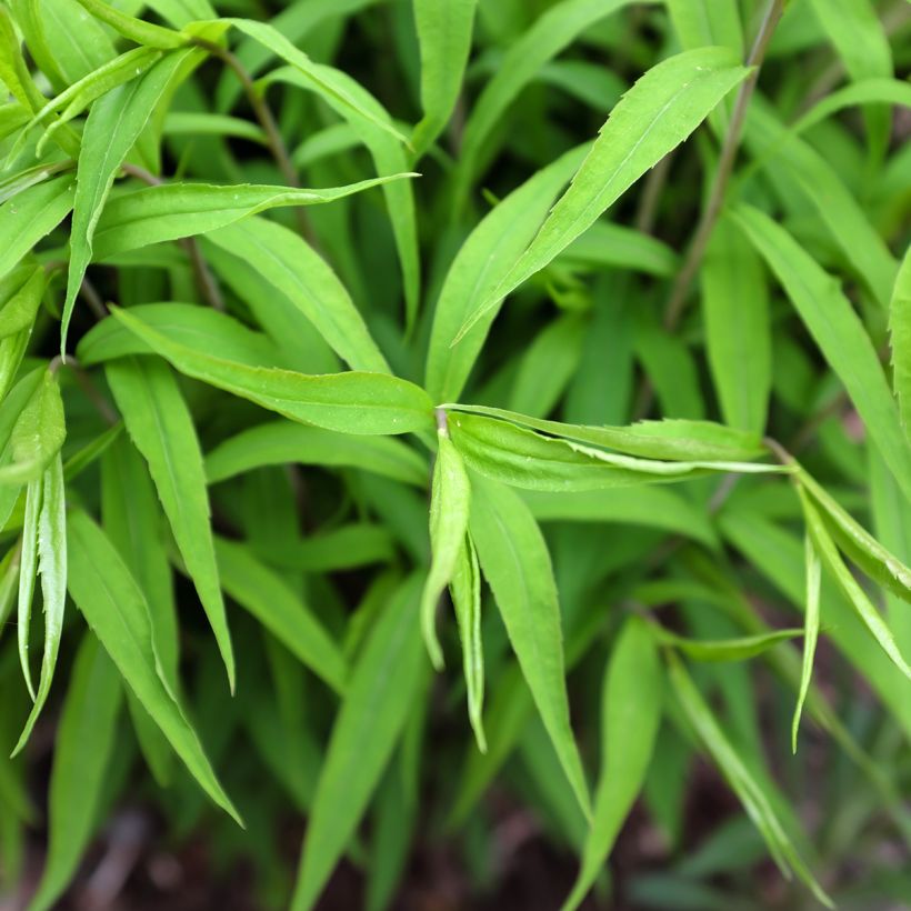 Solidago caesia - Vara-de-ouro (Folhagem)