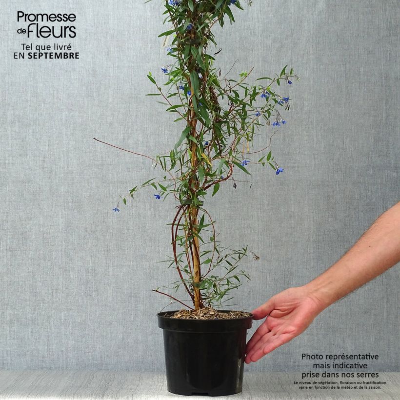 Amostra de Sollya heterophylla Ultra Blue Vaso de 4 L/5 L tal como entregue no outono