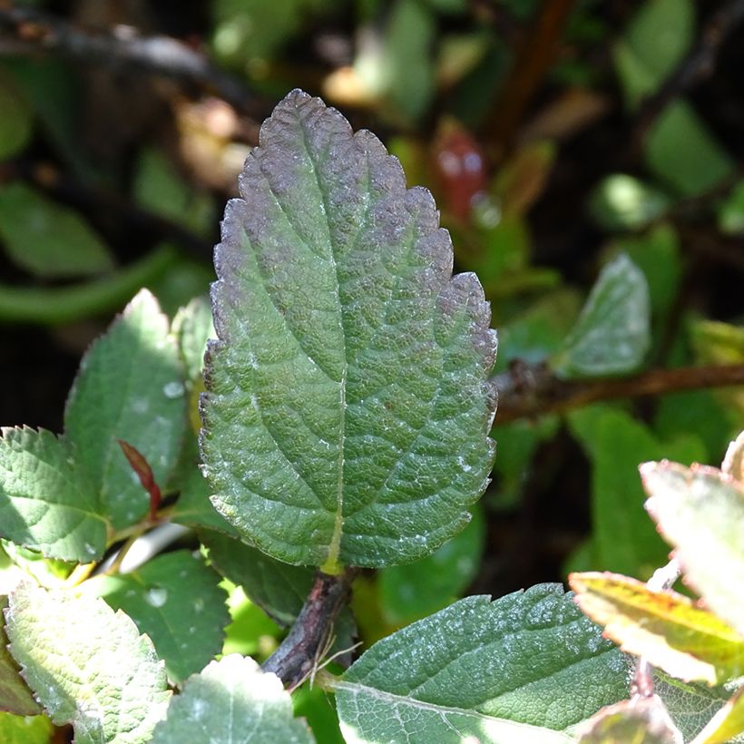 Espireia-japonesa Merlo Green - Spiraea japonica (Folhagem)