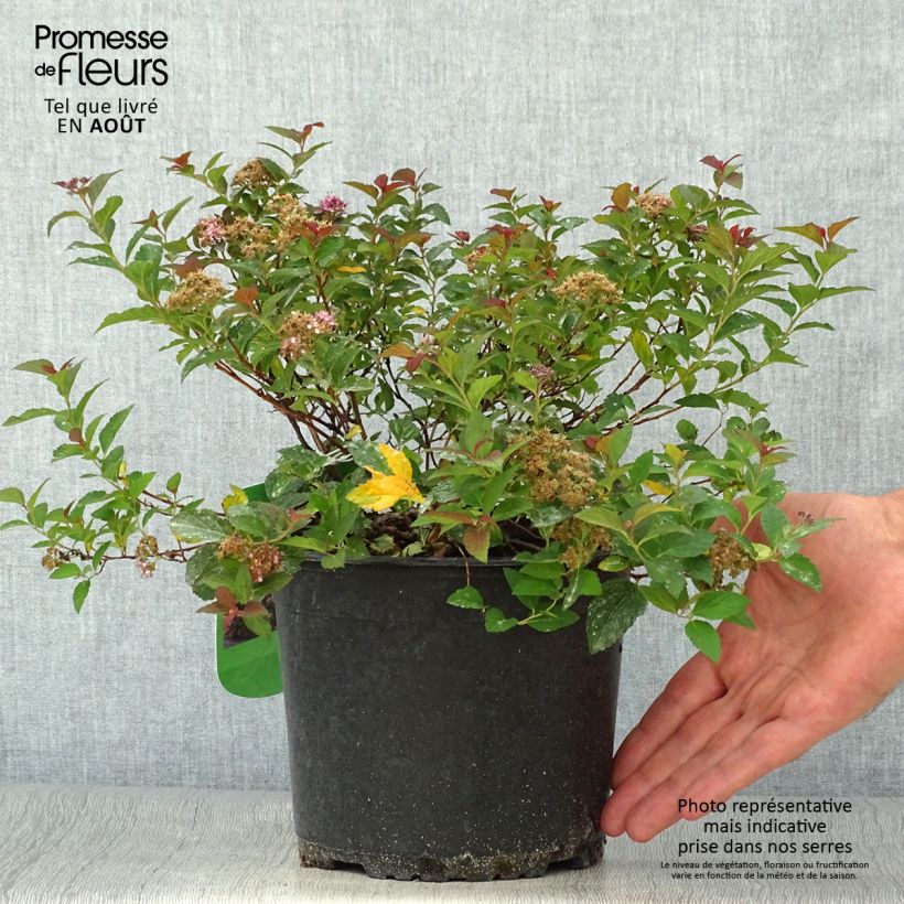 Amostra de Espireia-japonesa Merlo Green - Spiraea japonica Vaso de 2 L/3 L tal como entregue no verão