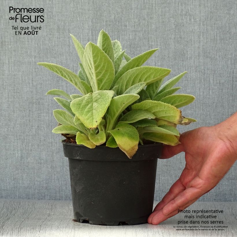 Amostra de Stachys byzantina Big Ears Vaso de 1,5 L/2 L tal como entregue no verão