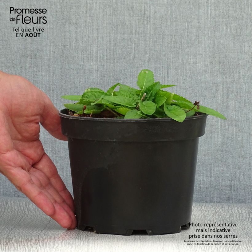 Amostra de Stachys monieri Hummelo Vaso de 2 L/3 L tal como entregue no verão
