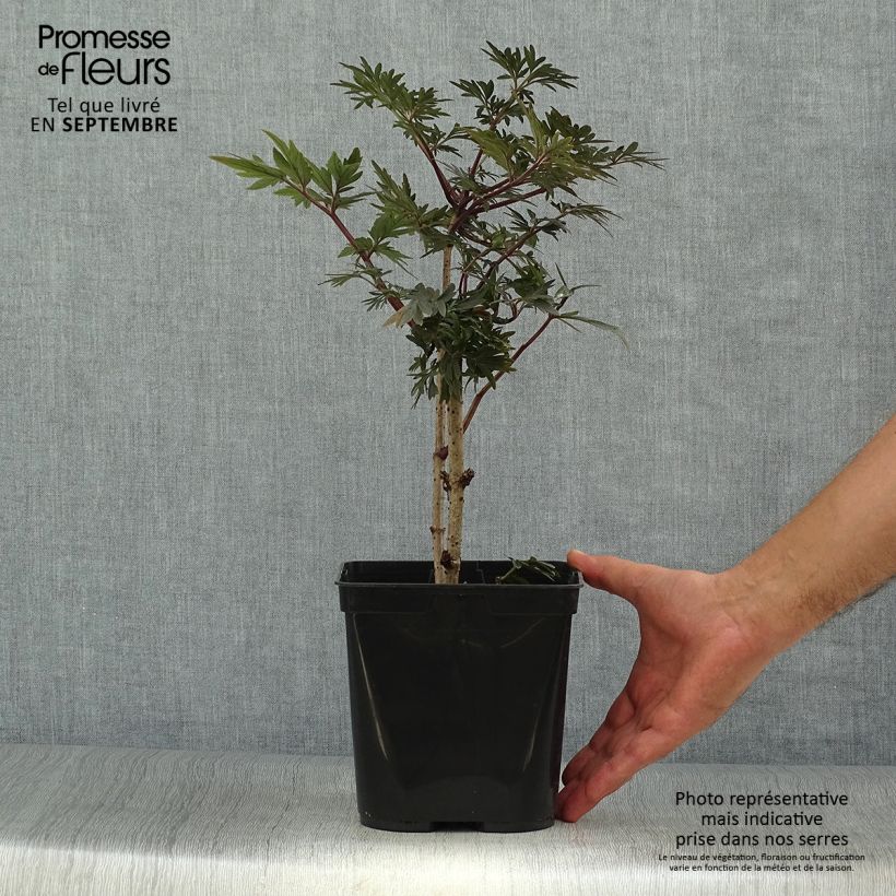 Amostra de Sambucus nigra Straight Laced Vaso de 3 L/4 L tal como entregue no outono