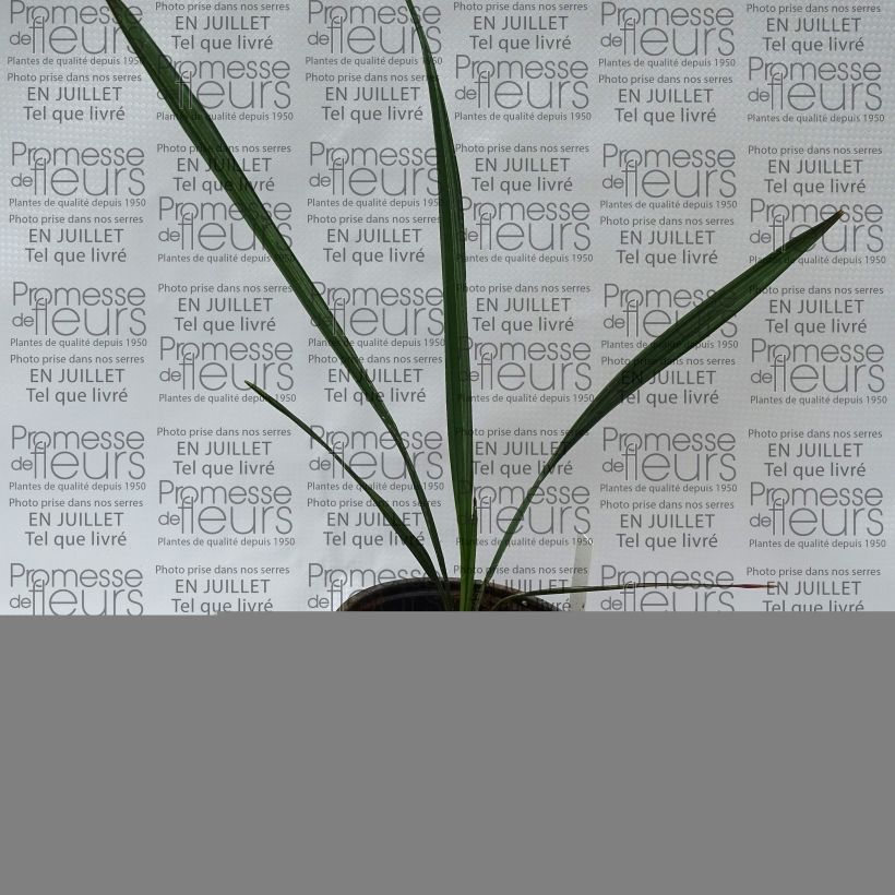 Amostra de Sabal mauritiiformis - Palmeira das Bermudas Vaso de 12 cm/13 cm tal como entregue no verão
