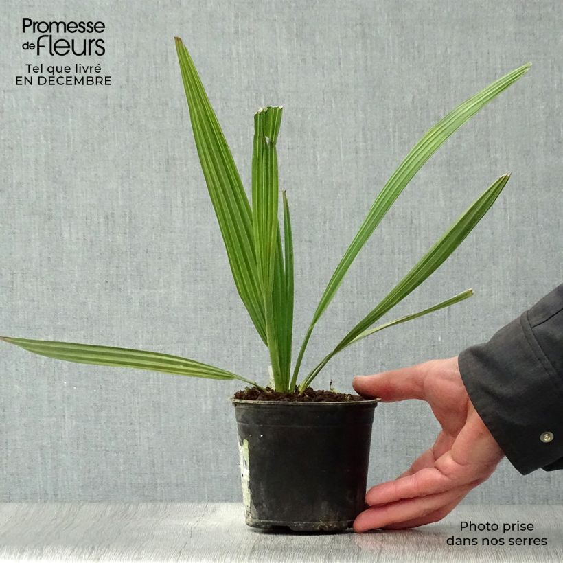 Amostra de Sabal mauritiiformis - Palmier éventail Vaso de 12 cm/13 cm tal como entregue no inverno