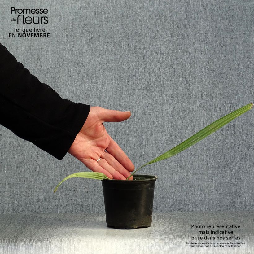 Amostra de Sabal mauritiiformis - Palmeira das Bermudas Vaso de 12 cm/13 cm tal como entregue no outono