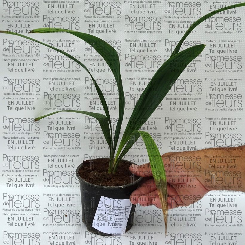 Amostra de Sabal mexicana - Palmier sombrero du Mexique Vaso de 12 cm/13 cm tal como entregue no verão