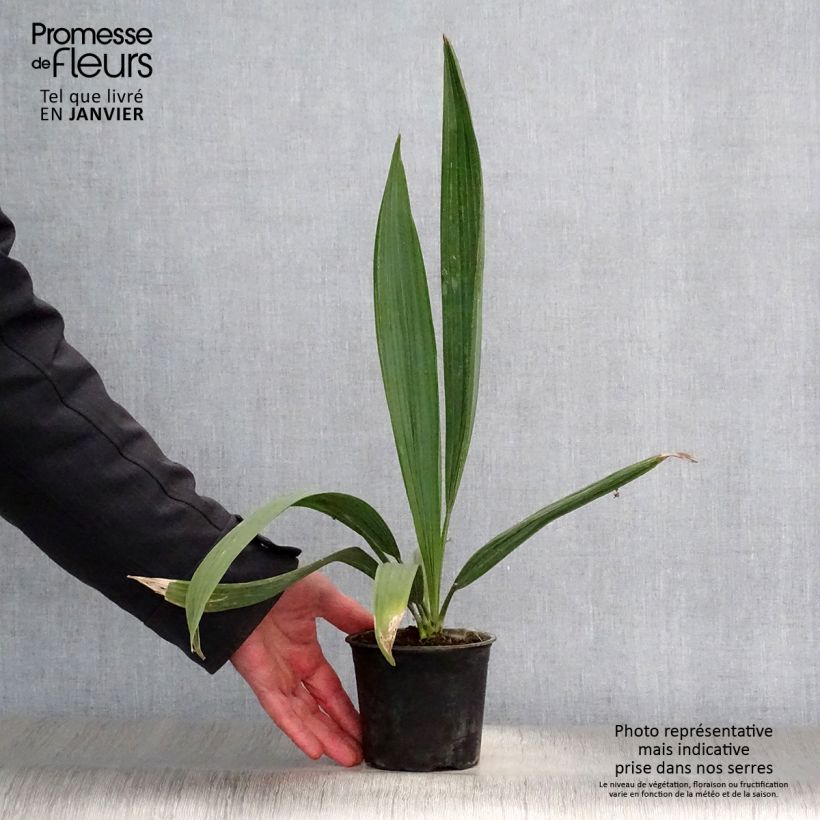 Amostra de Sabal minor - Sabal nain Vaso de 12 cm/13 cm tal como entregue no inverno