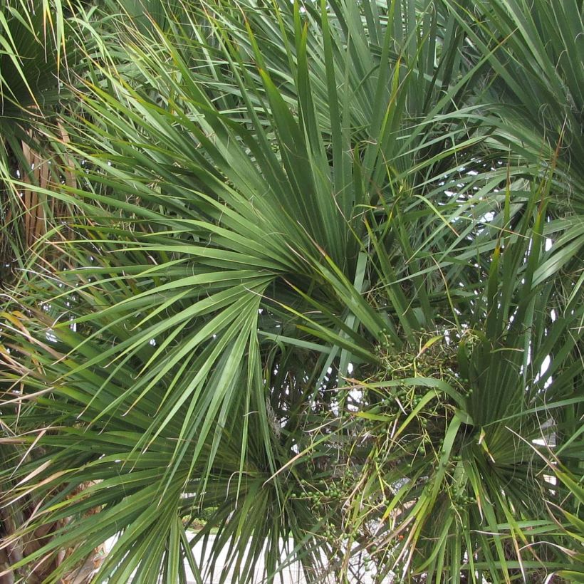Sabal palmetto - Palmeira das Bermudas (Folhagem)
