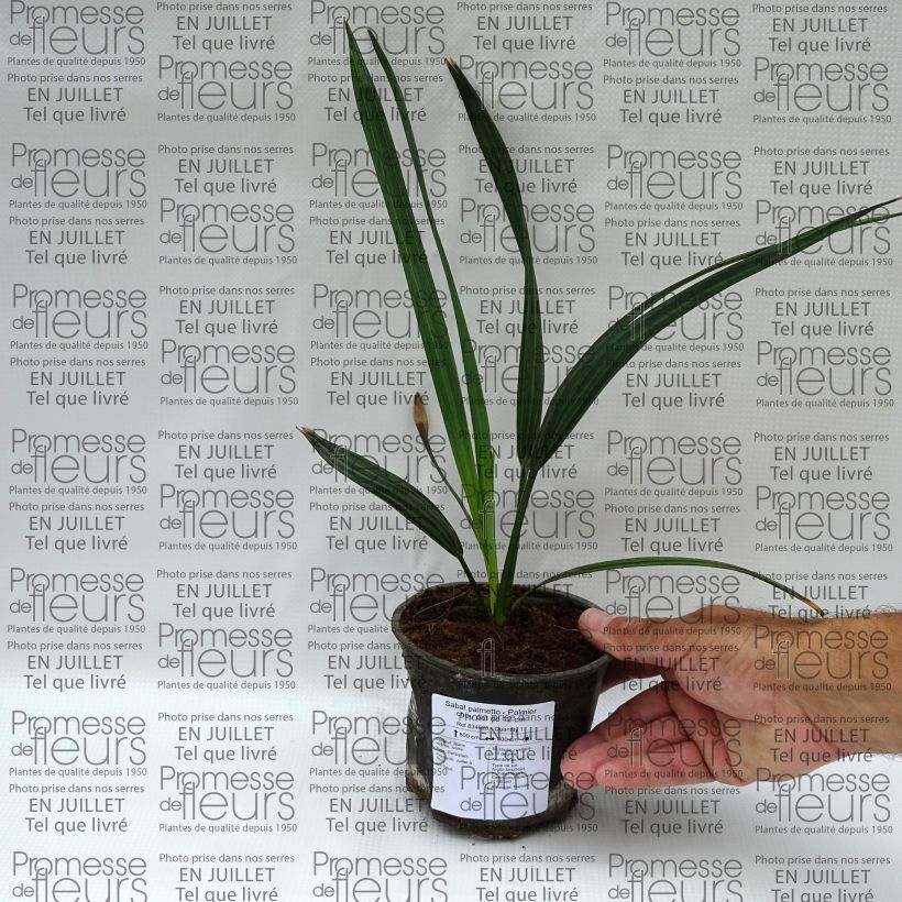 Amostra de Sabal palmetto - Palmeira das Bermudas Vaso de 12 cm/13 cm tal como entregue no verão