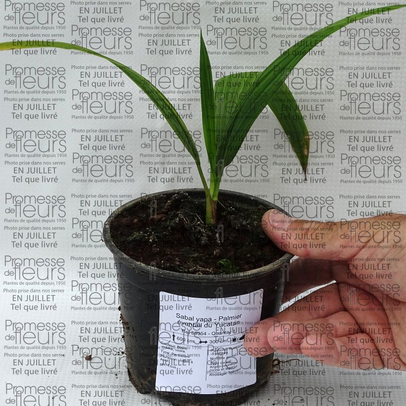 Amostra de Sabal yapa - Palmeira das Bermudas Vaso de 12 cm/13 cm tal como entregue no verão