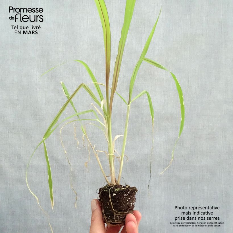 Amostra de Saccharum officinarum violaceum - Canne à sucre pourpre Mini-motte Ø 3/4 cm tal como entregue na primavera