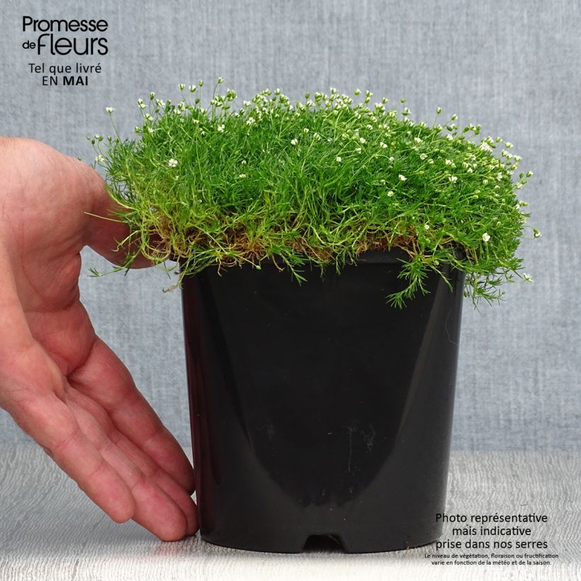 Amostra de Sagina subulata Green Moss Vaso de 1,5 L/2 L tal como entregue na primavera