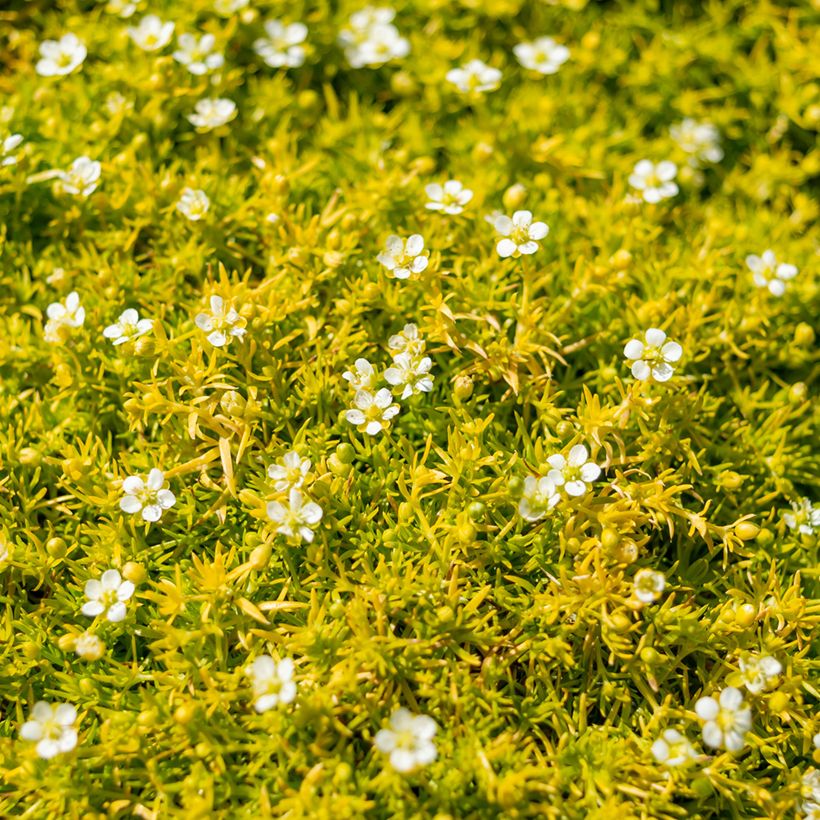 Sagina subulata Lime Moss (Floração)