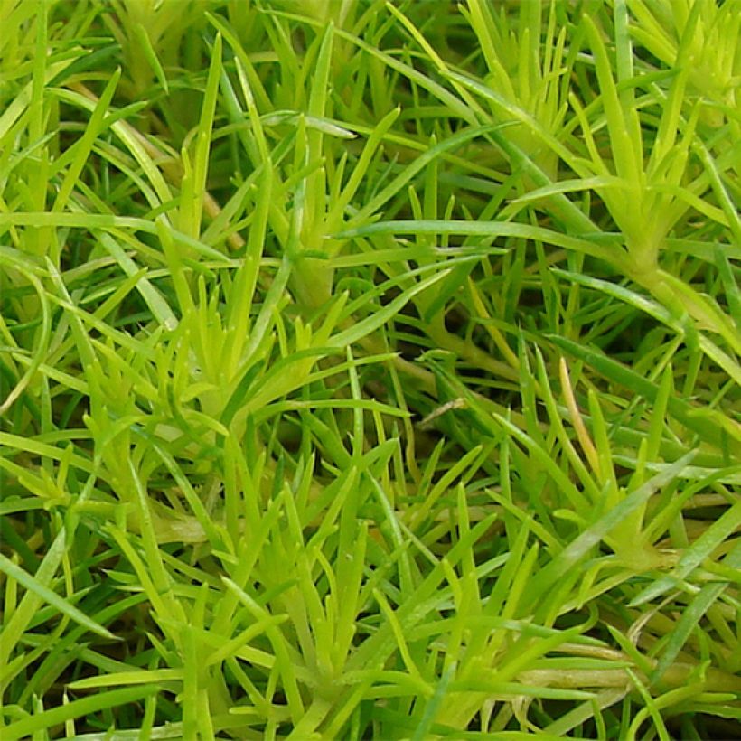 Sagina subulata Aurea (Folhagem)