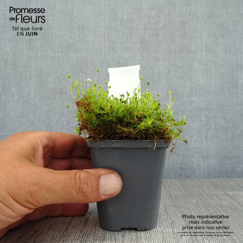 Amostra de Sagina subulata Aurea Vaso de 8/9 cm tal como entregue no verão