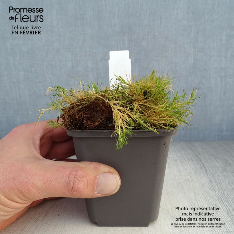 Amostra de Sagina subulata Aurea - Sagine subulée dorée Vaso de 8/9 cm tal como entregue no inverno