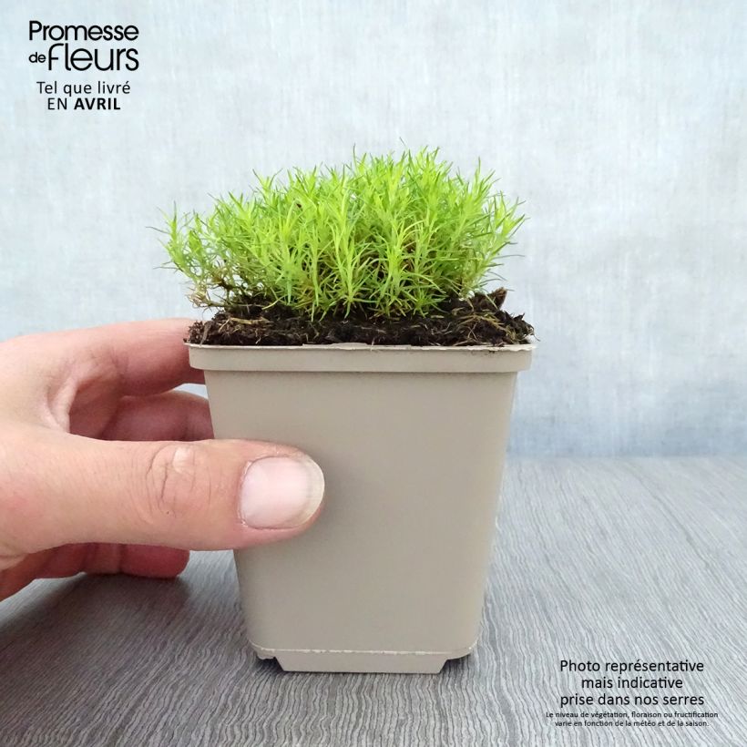 Amostra de Sagina subulata Aurea Vaso de 8/9 cm tal como entregue na primavera