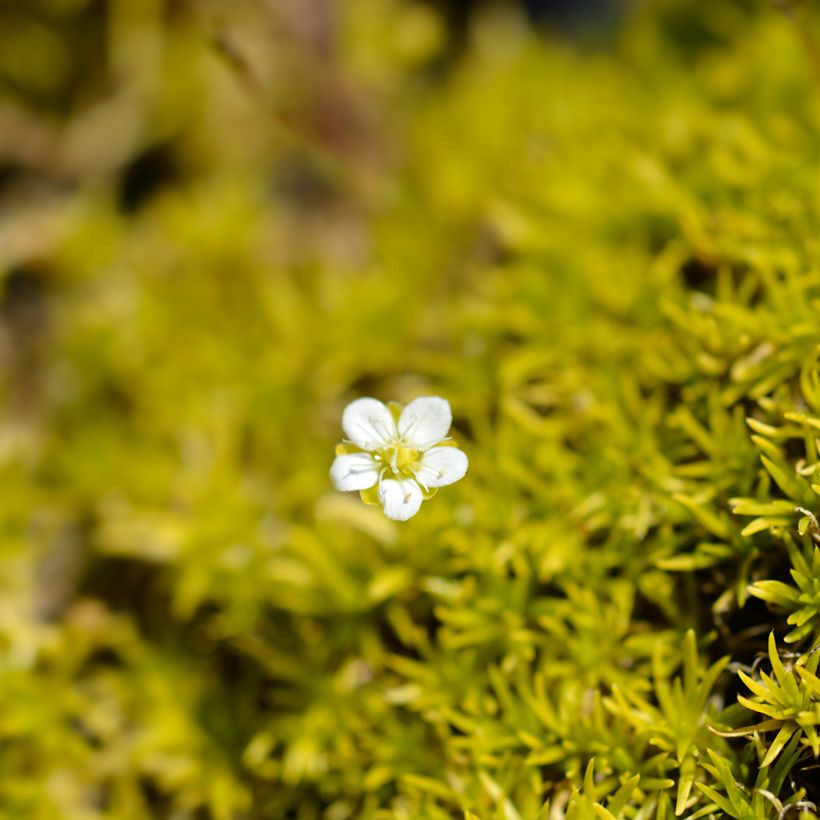 Sagina subulata Aurea (Floração)