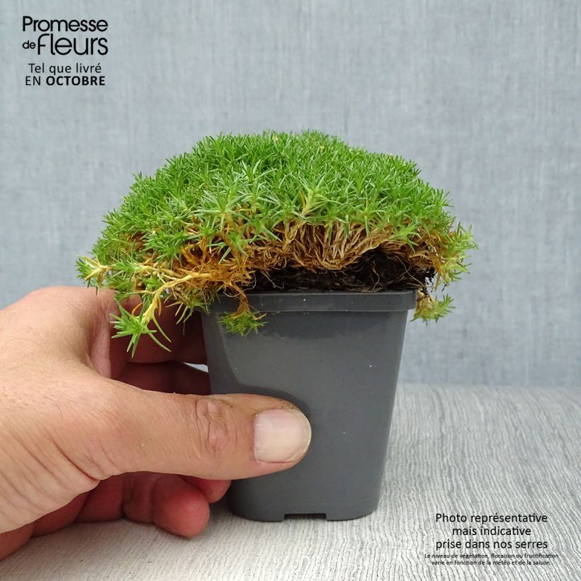 Amostra de Sagina subulata Pine Green Vaso de 8/9 cm tal como entregue no outono