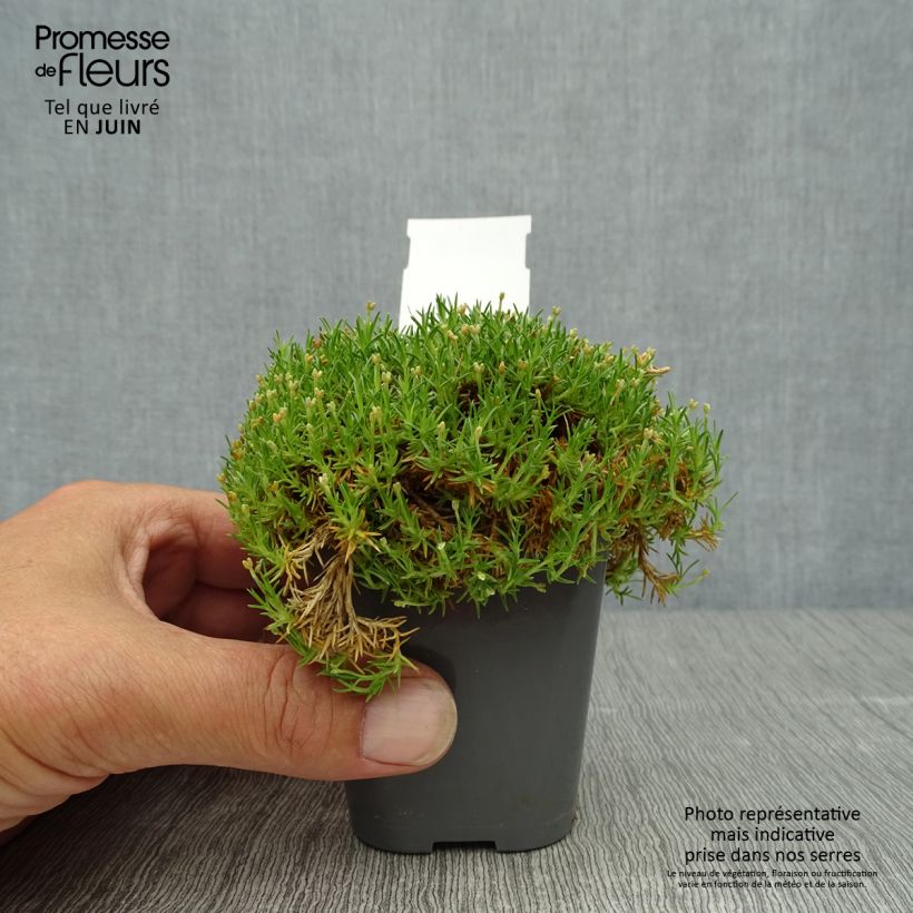 Amostra de Sagina subulata Pine Green Vaso de 8/9 cm tal como entregue no verão