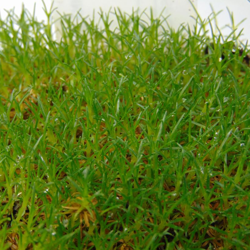 Sagina subulata (Folhagem)