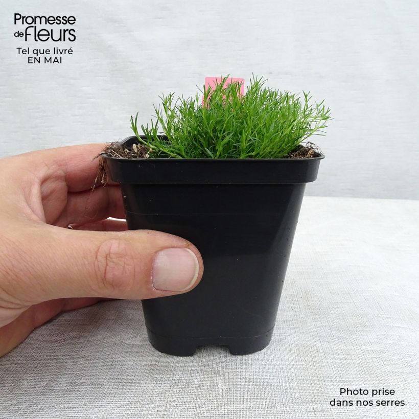 Amostra de Sagina subulata Vaso de 8/9 cm tal como entregue na primavera