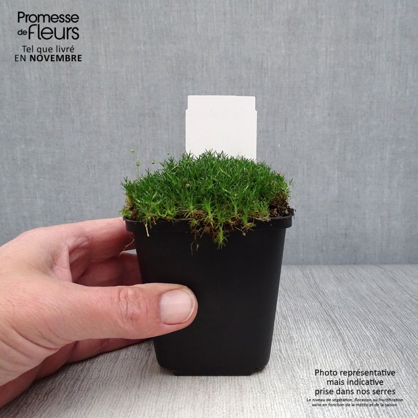 Amostra de Sagina subulata Vaso de 8/9 cm tal como entregue no outono