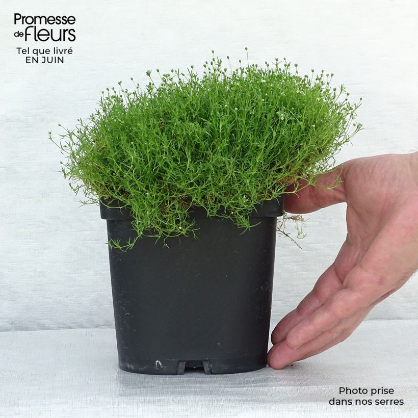 Amostra de Sagina subulata Vaso de 8/9 cm tal como entregue no verão