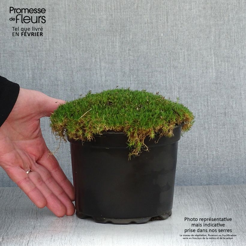 Amostra de Sagina subulata Vaso de 2 L/3 L tal como entregue no inverno